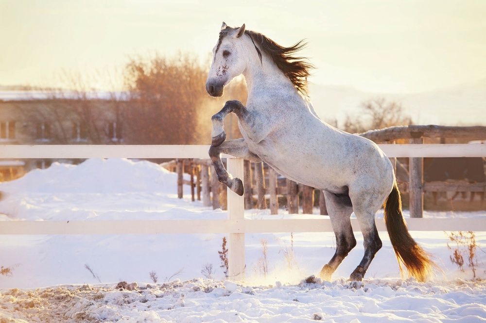 Фотография автора Елена Гордиевская