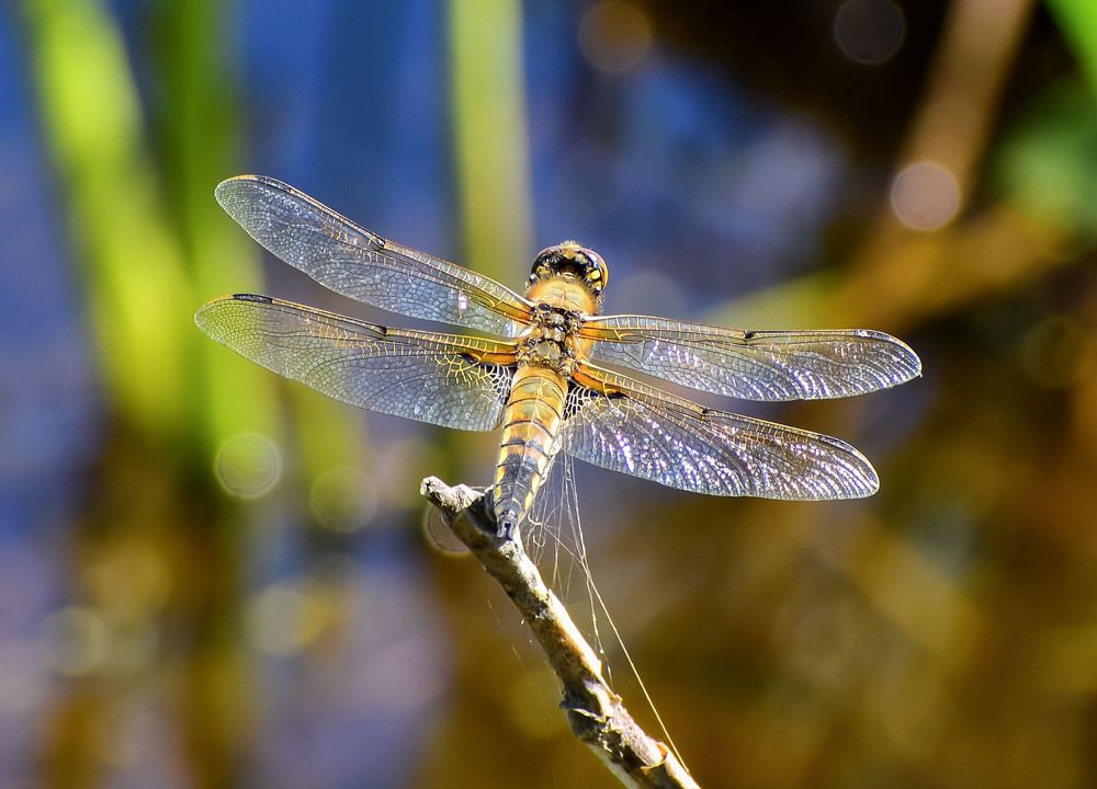 Стрекоза золотистая