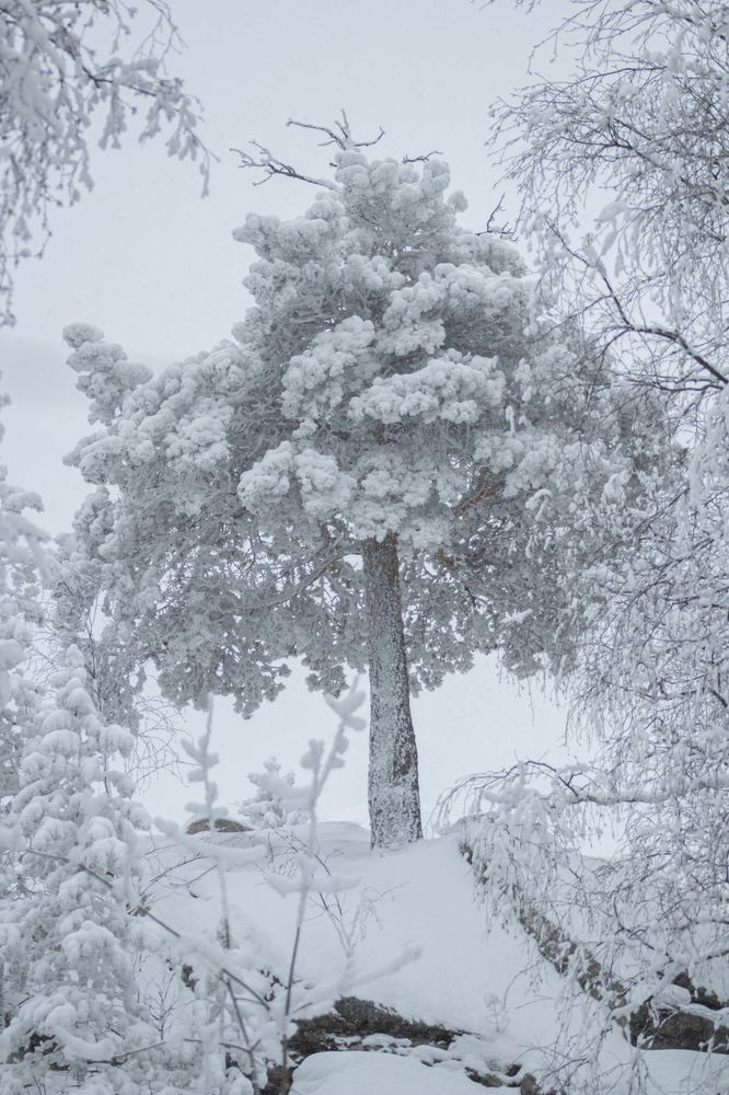 Photograph by Светлана Тарханова