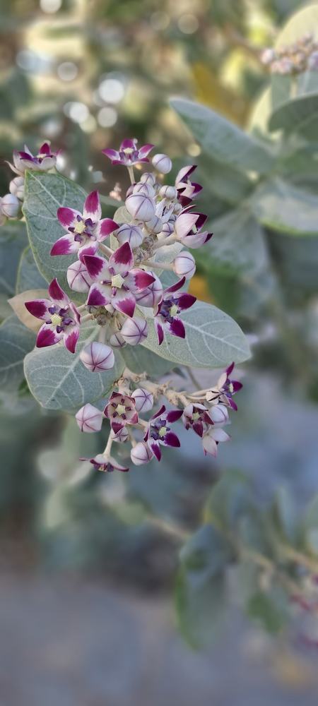 Photograph by mahboube moradalizade