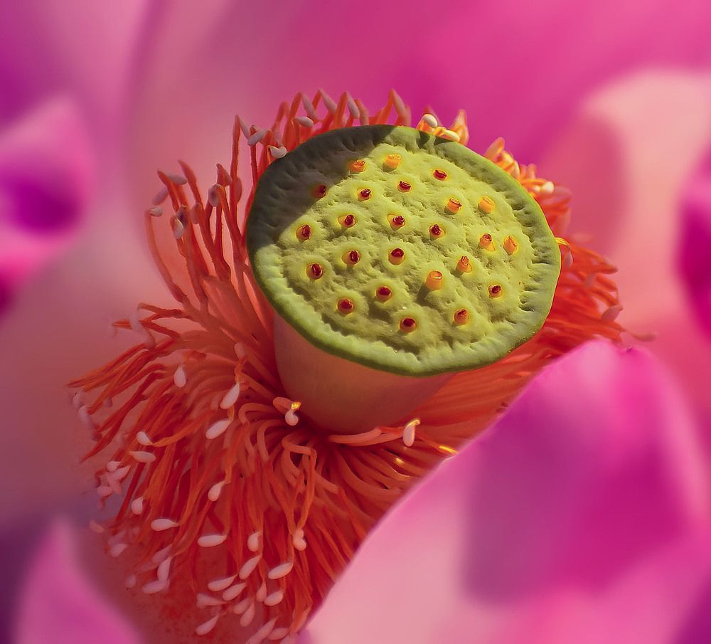 Священный цветок - лотос