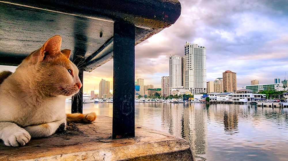Cat in the City