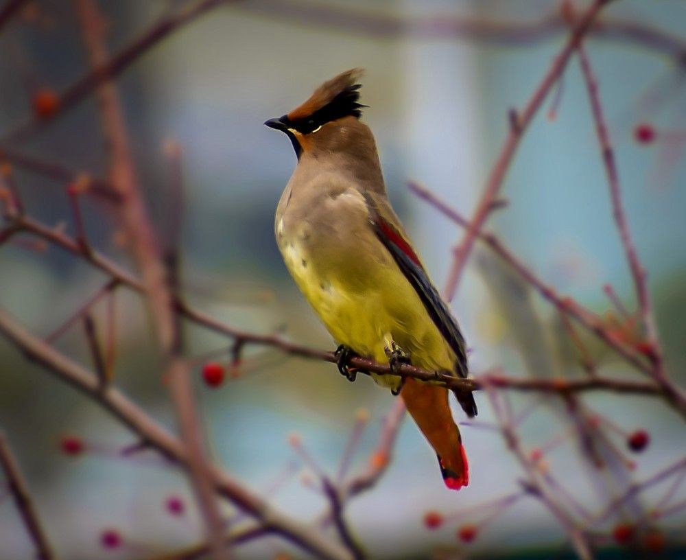 Прилетели свиристели