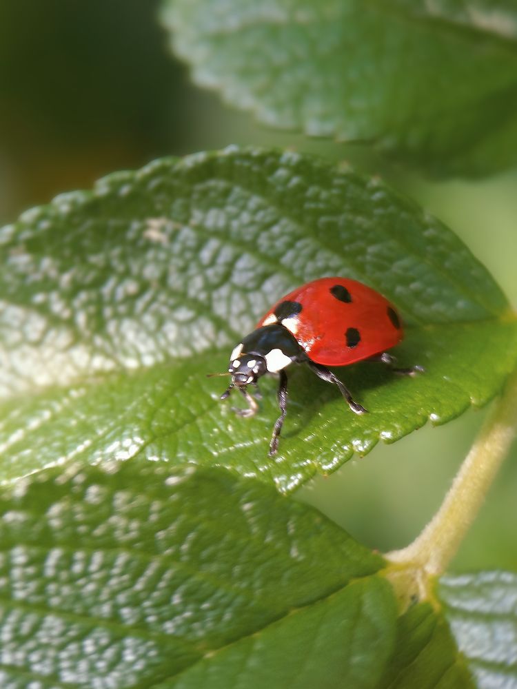 SMALL WORLD: A LADYBIRD ON A LEAF