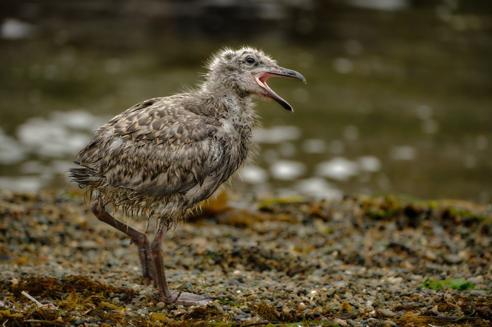 Photograph by Василий Арлашов