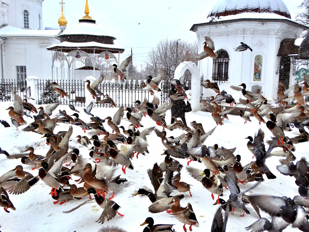 Уток испугали и они взлетели