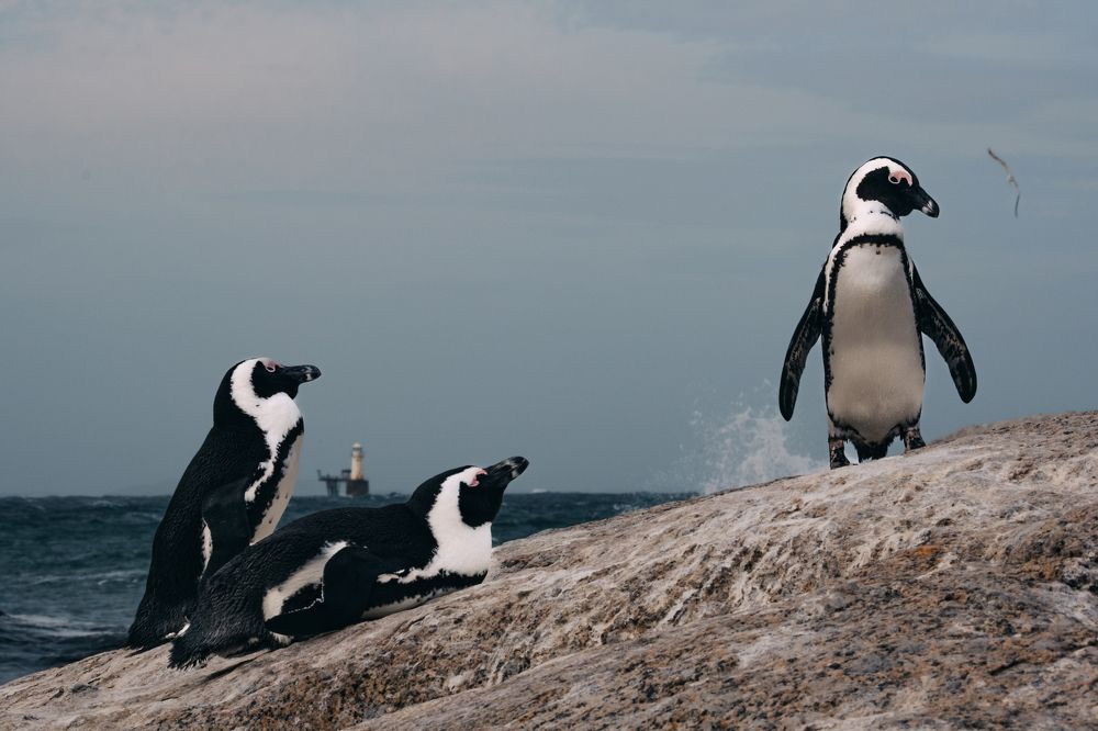 Photograph by Стоянова-Тимбукту Мария