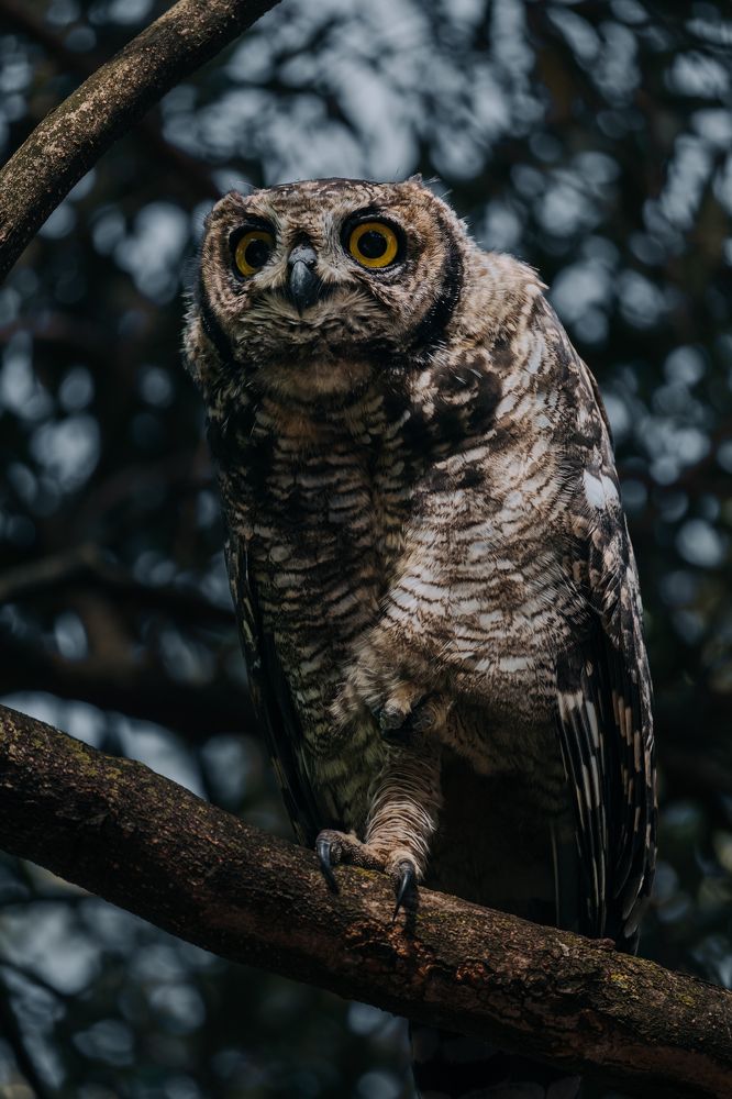 Photograph by Стоянова-Тимбукту Мария