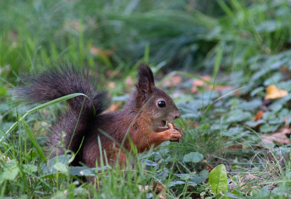 Белки и грецкие орехи