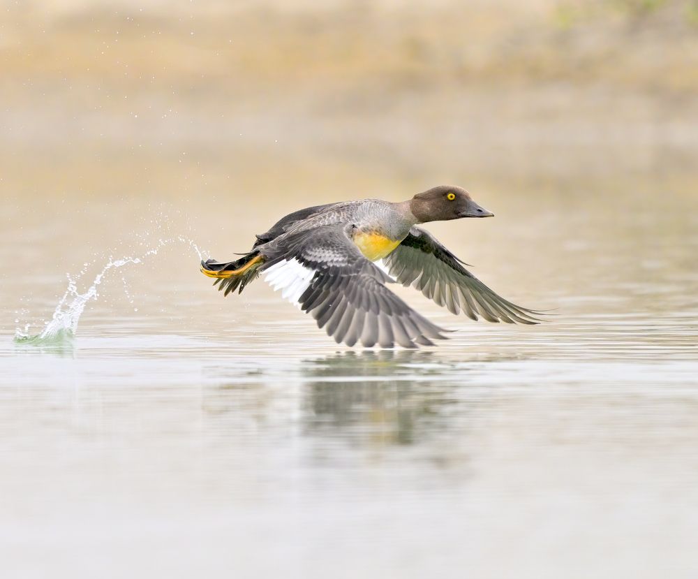 Photograph by Abhishek Manna