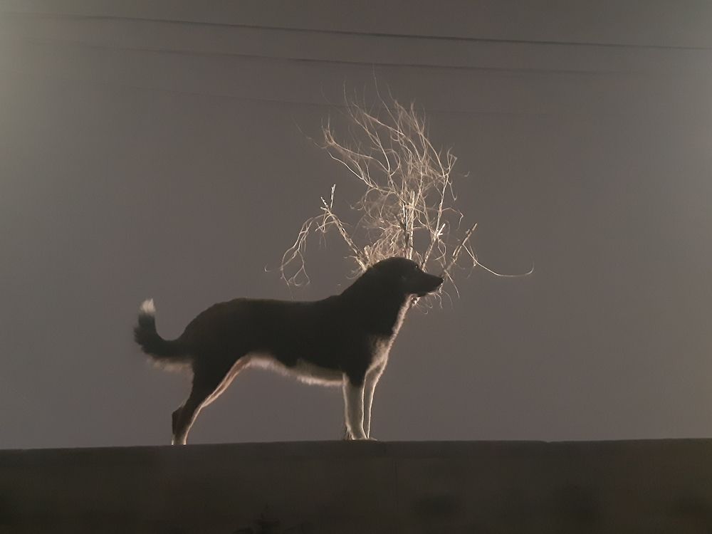 Photograph by Марина Рафаелян