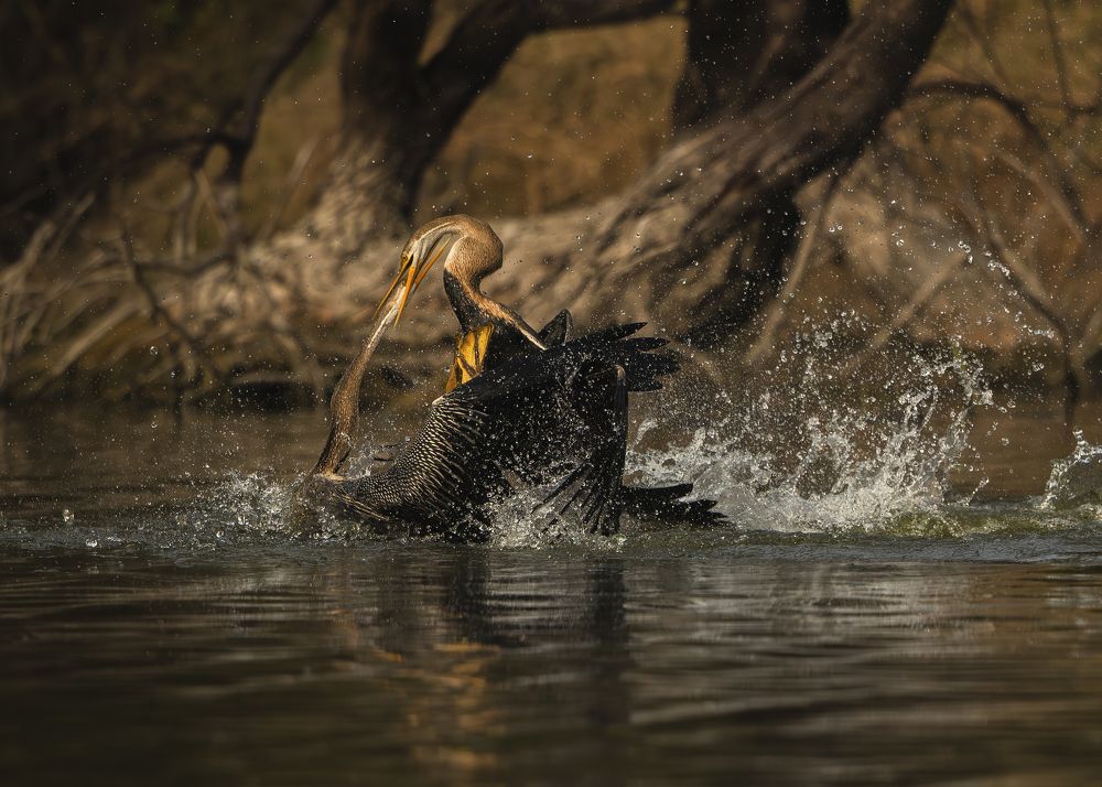 Photograph by Abhisek Acharya