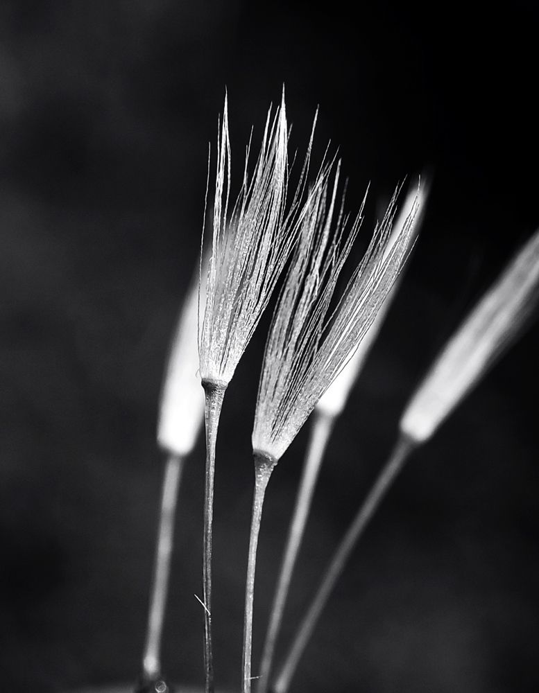 Photograph by Saeed Nosrati