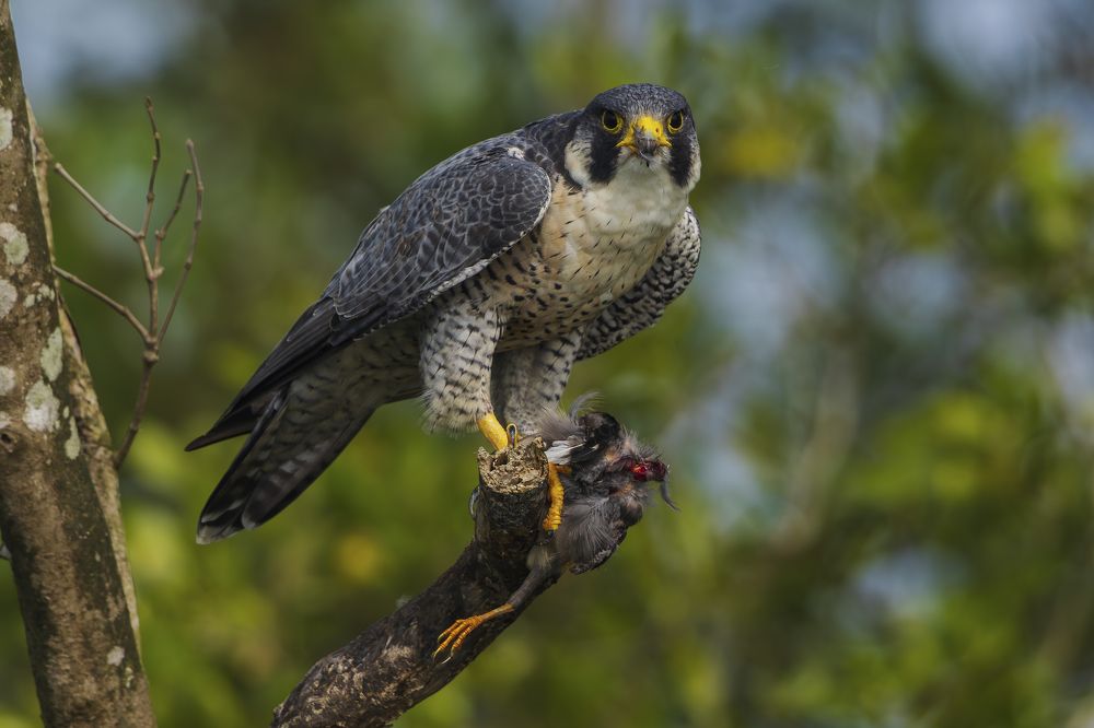 Photograph by Abhisek Acharya