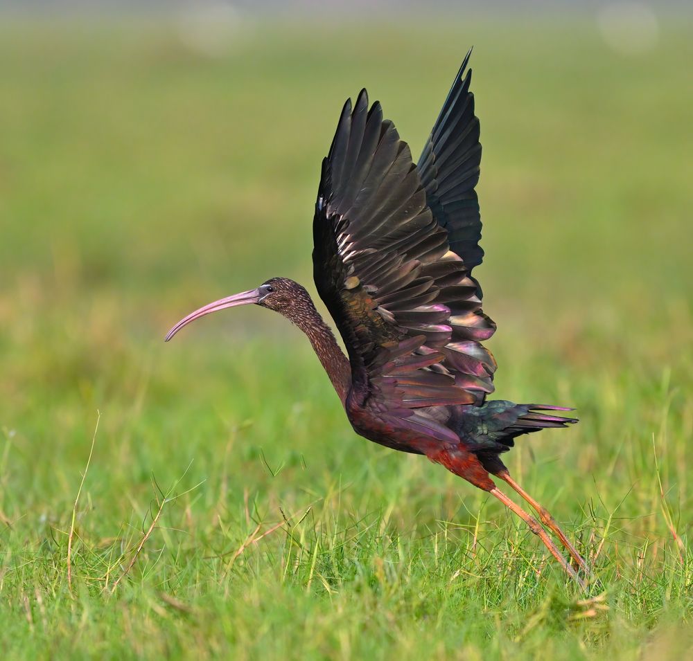 Photograph by Abhishek Manna