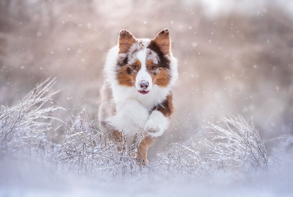 Photograph by Anna Darahan