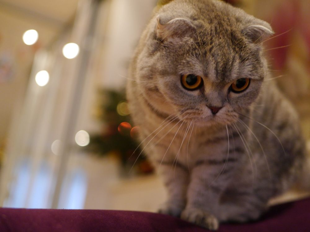 Фотография автора Лариса Хвостова