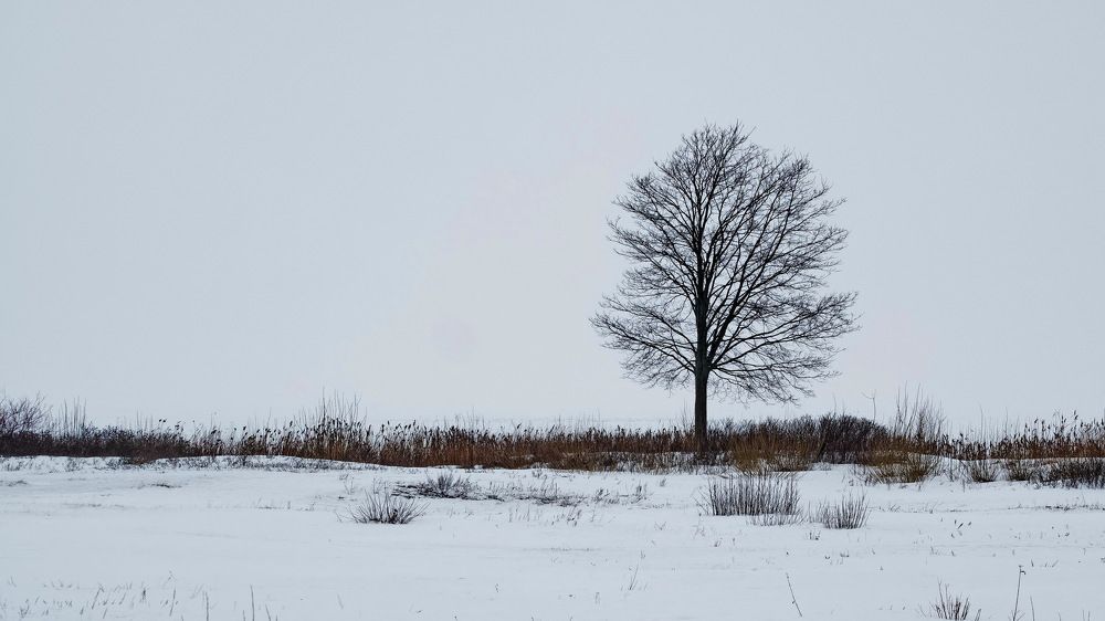 Деревья без одежд.
