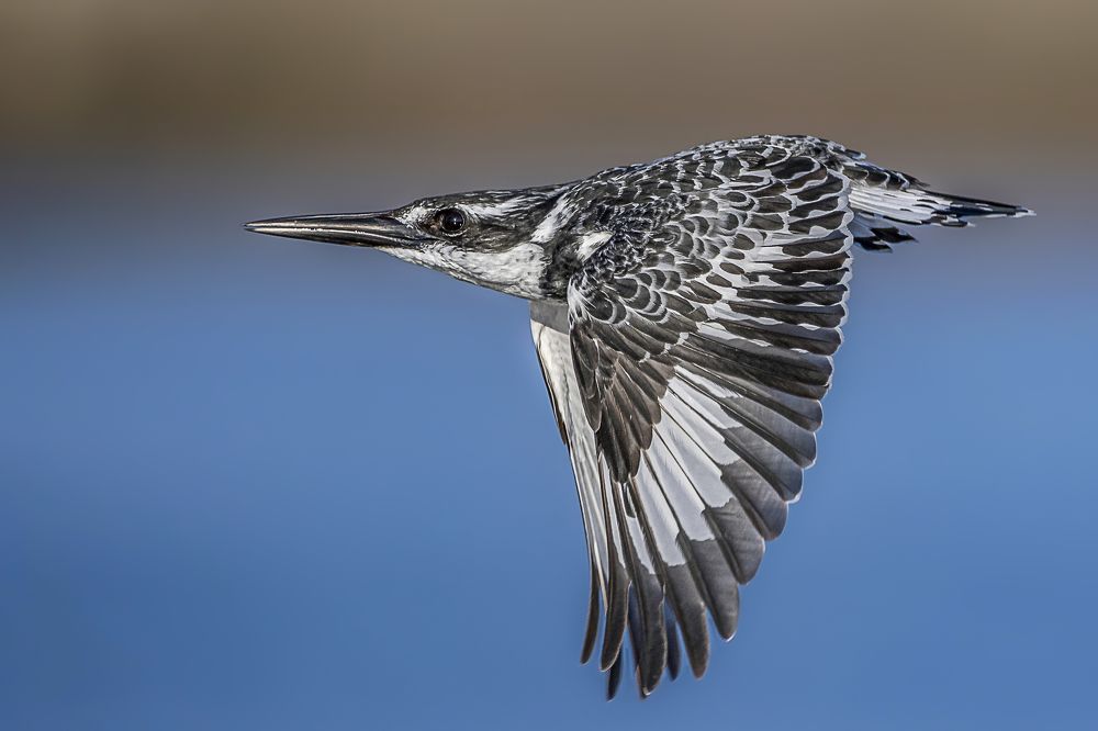 Starting Kingfisher.