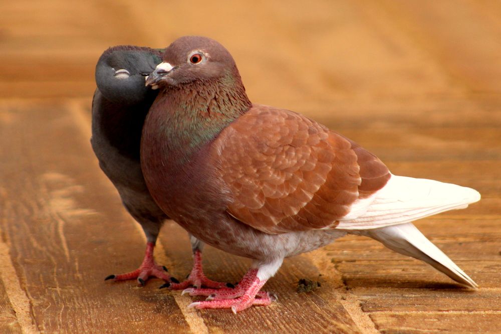 Photograph by Алексей Макаров