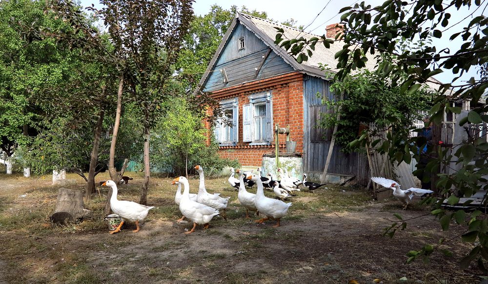 Photograph by Алла Шевченко