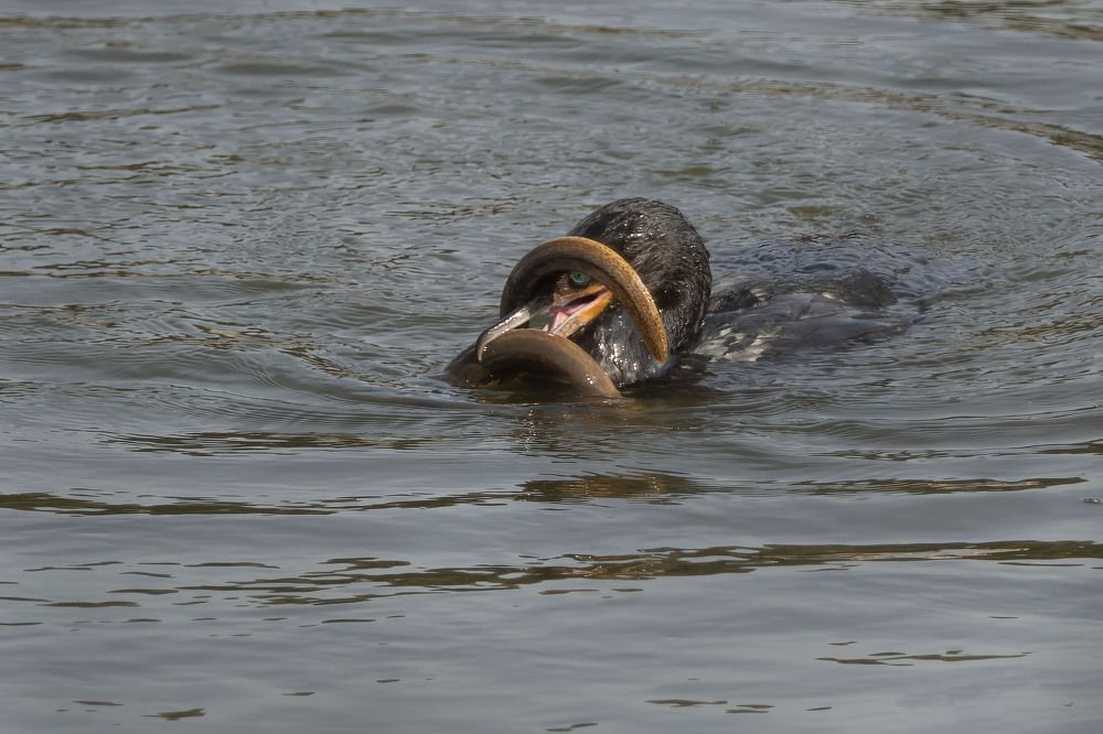 Photograph by Guillermina Rappi