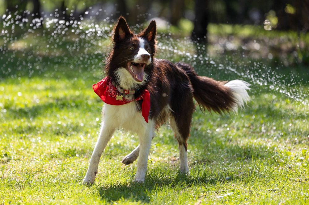 Фотография автора Елена Гордиевская