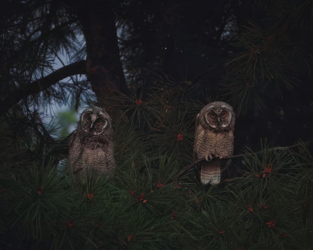 Photograph by Дудников Александр