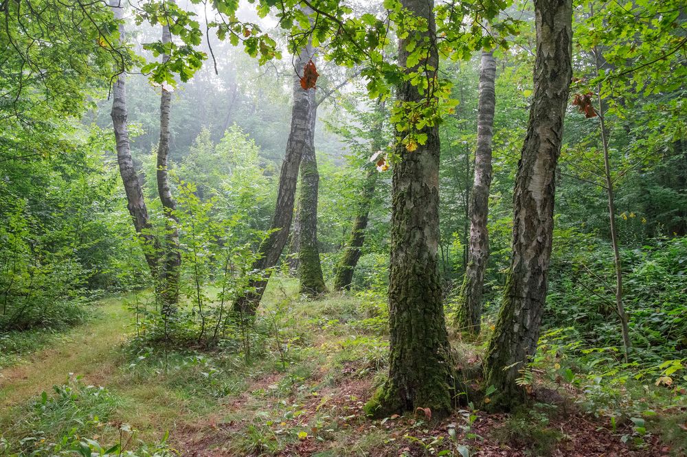 Photograph by Сипаева Катерина