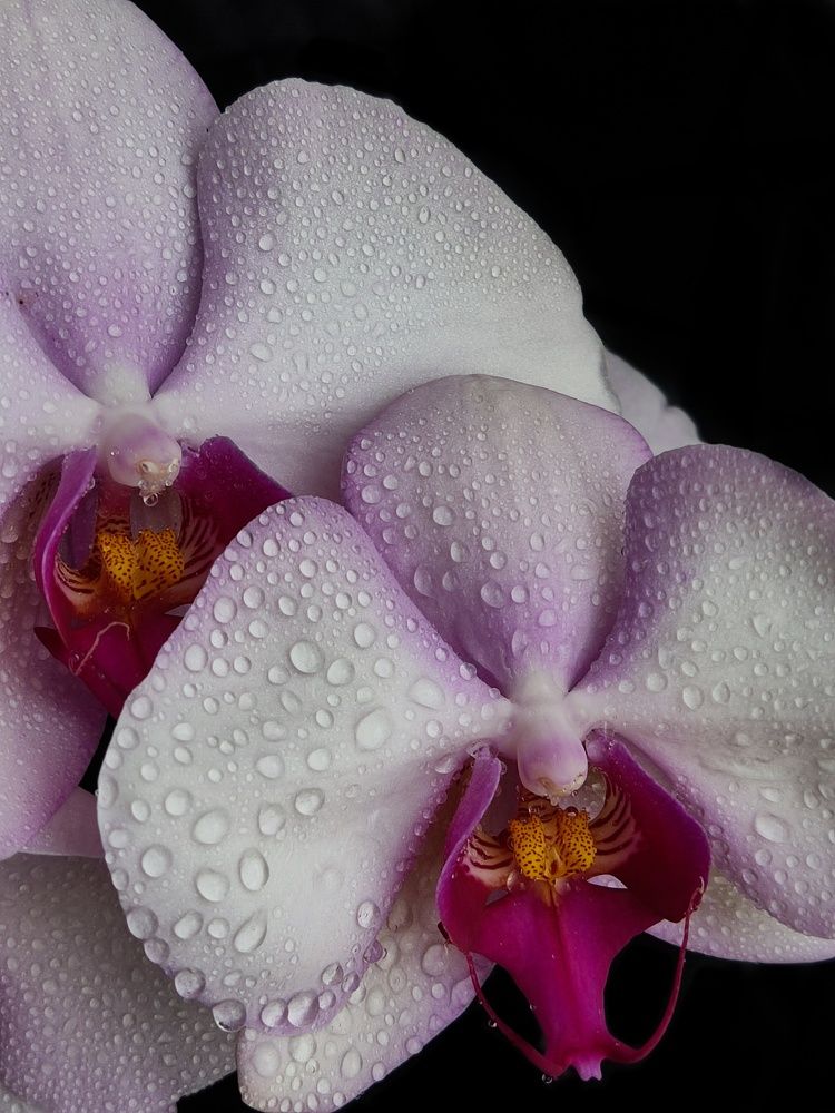 Photograph by Галина Махонь