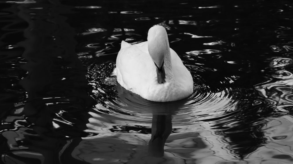 Swan Song