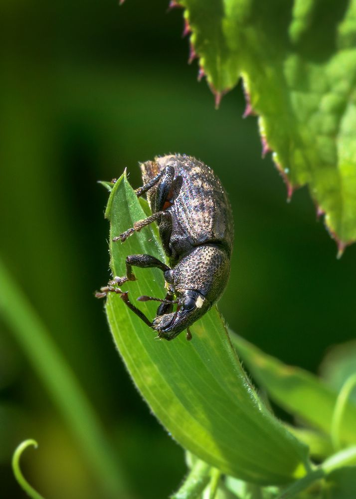 Photograph by Valery Pegushev