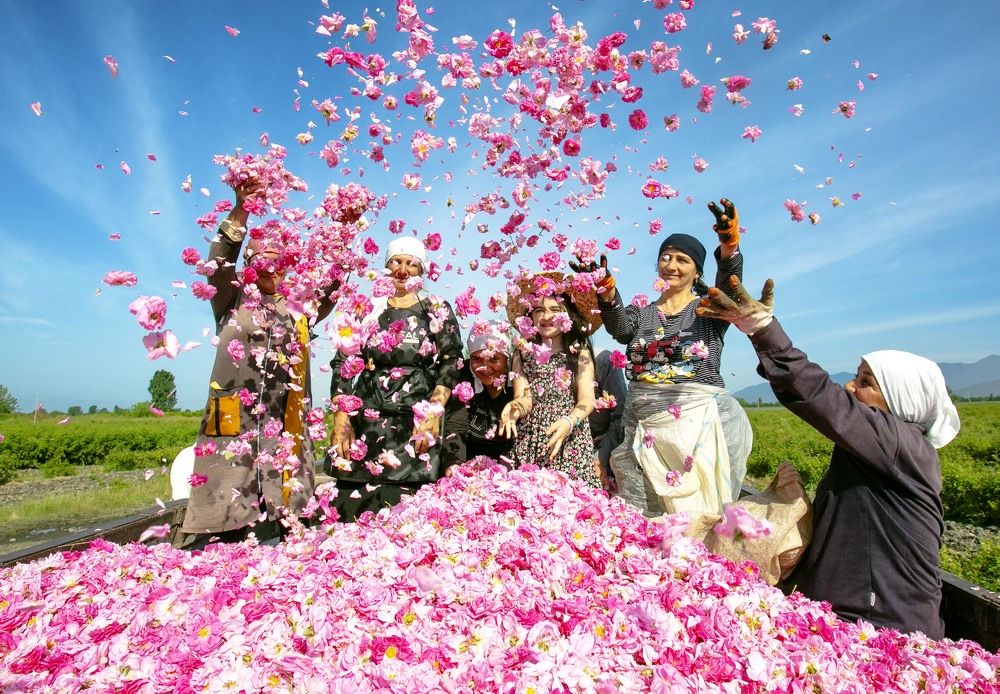 Women picking roses