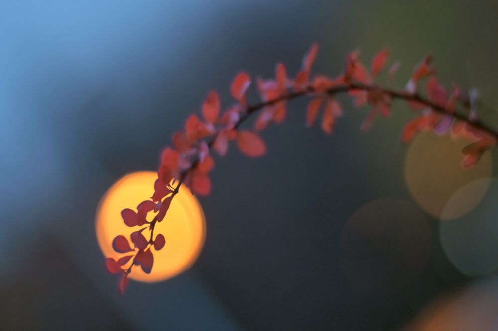 Branch, light and magic