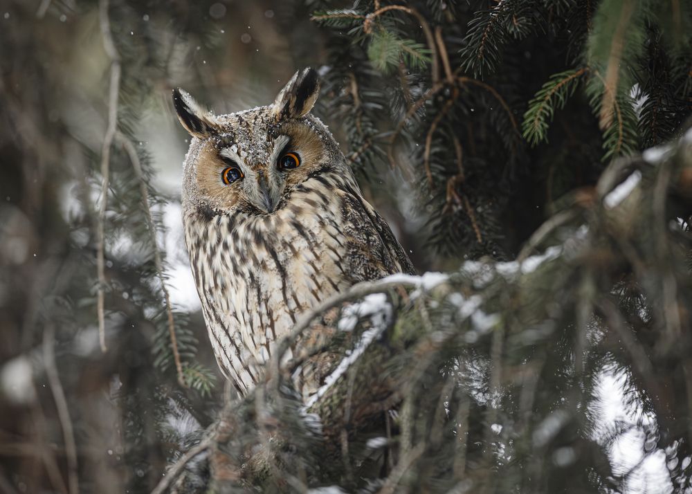 Photograph by Radosław Makowczyński