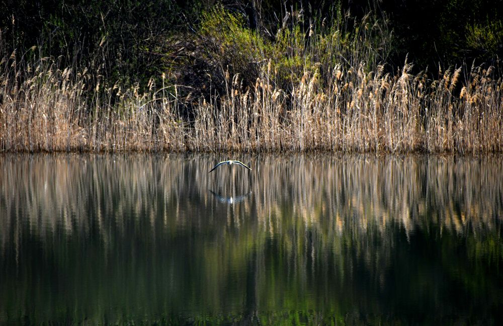 Полет птицы