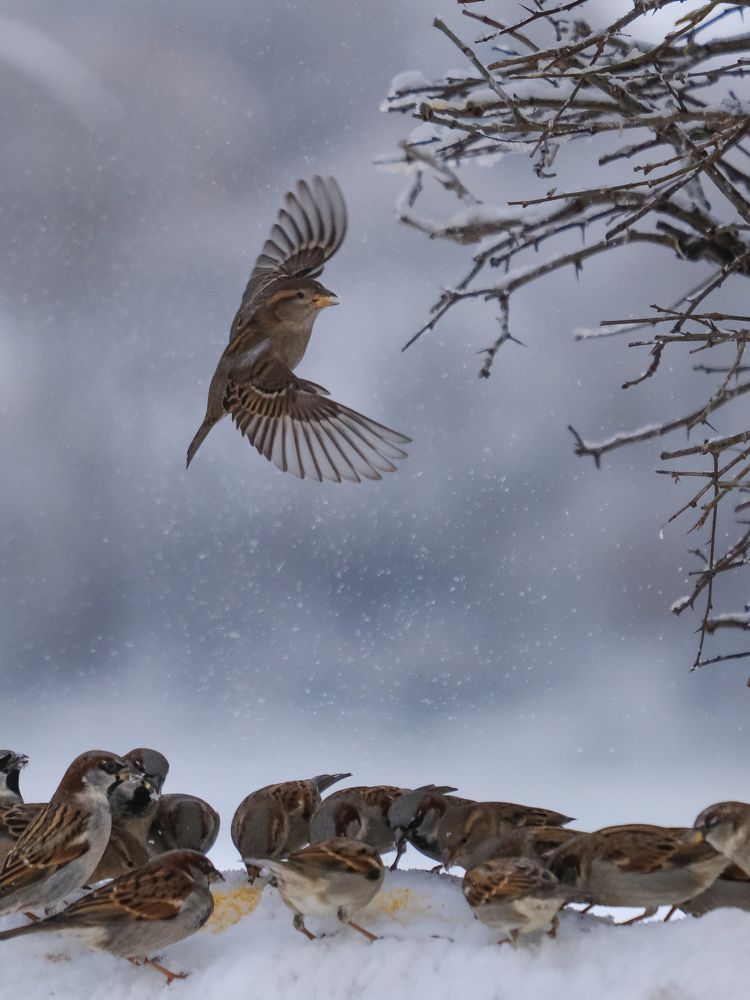 Фотография автора Александр Высоцкий