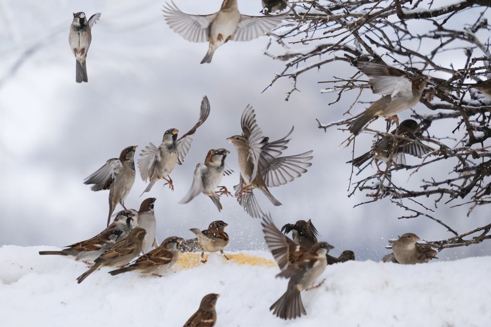 Фотография автора Александр Высоцкий