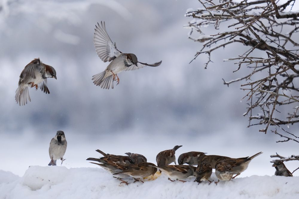 Фотография автора Александр Высоцкий