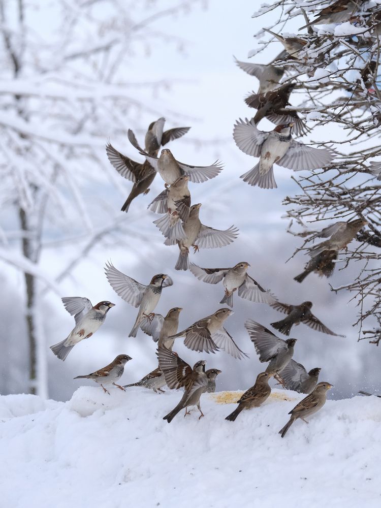 Фотография автора Александр Высоцкий