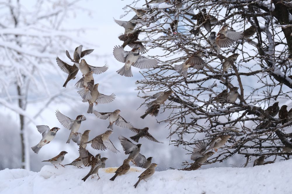 Фотография автора Александр Высоцкий