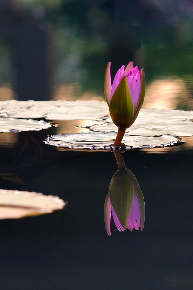 Фотография автора Александр Высоцкий