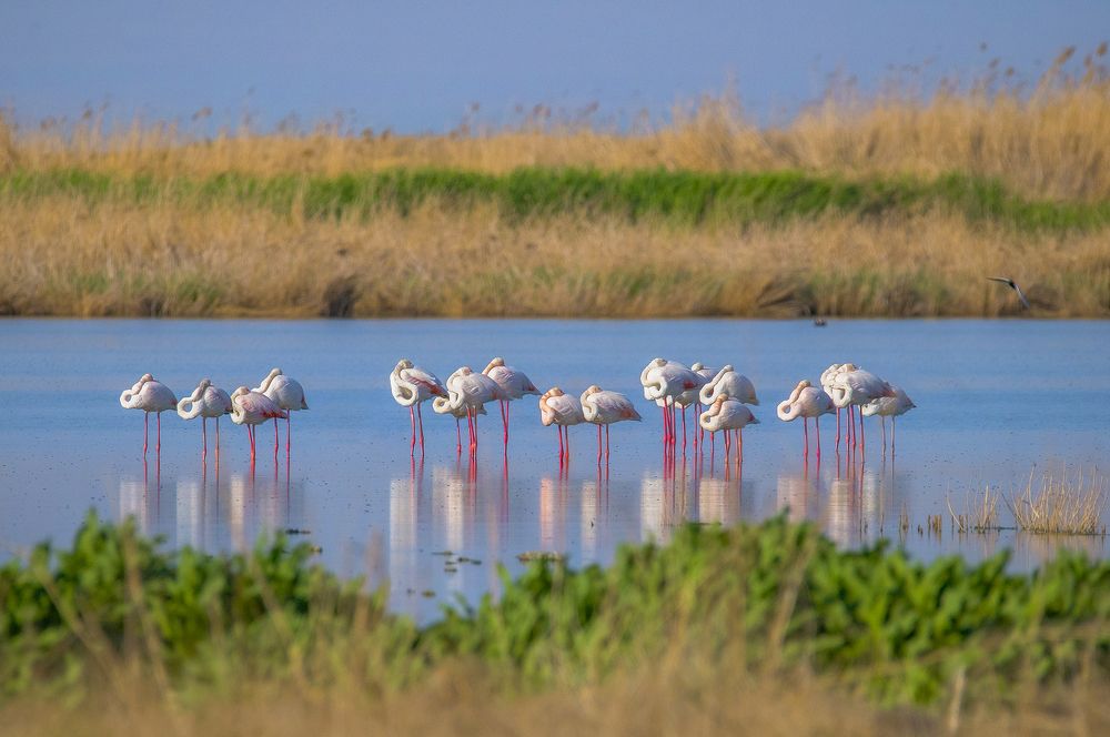 meyghan salt lake flamingo resting