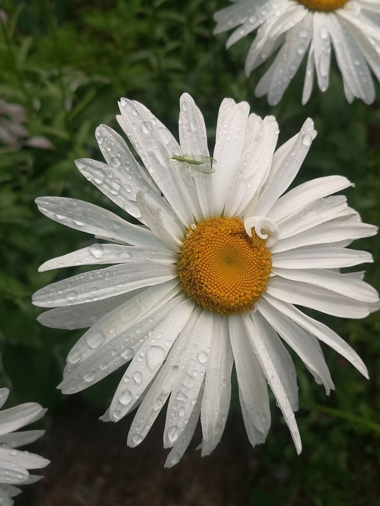 Photograph by Екатерина Борисовна Кузьмина