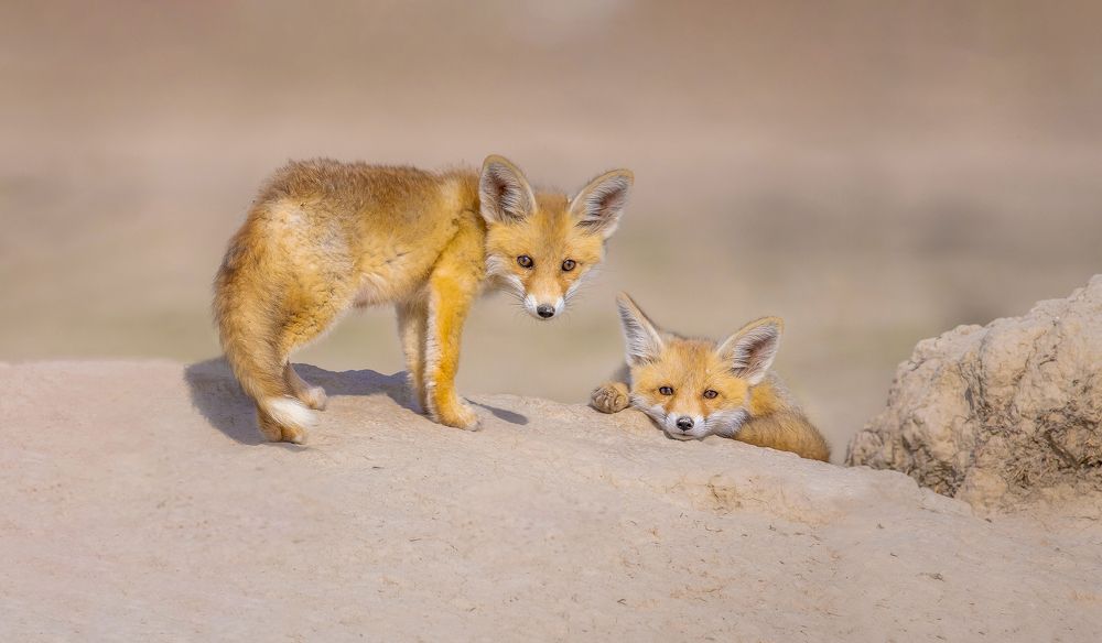 Fox's brother's sister