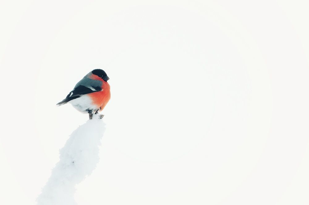 Фотография автора Ketov Vladimir