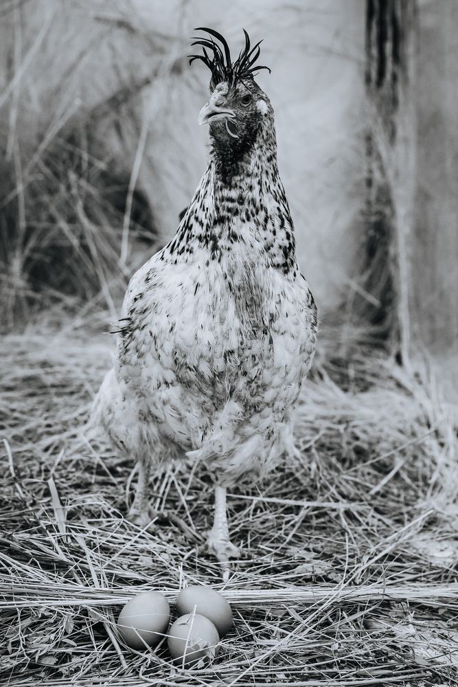 Фотография автора Карина Шарова