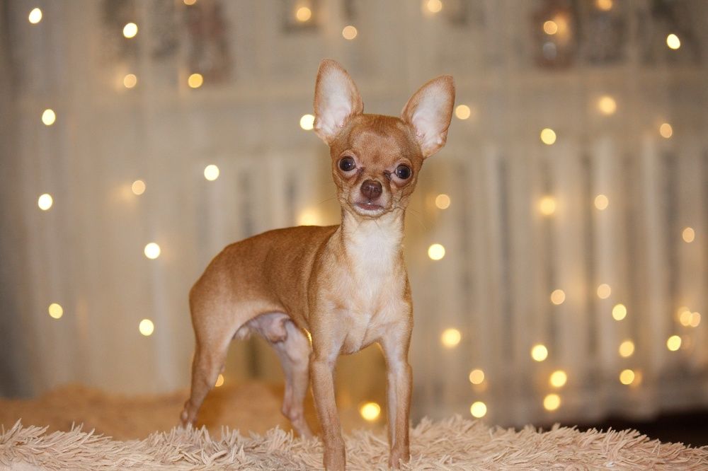 Фотография автора Регина Цыганова