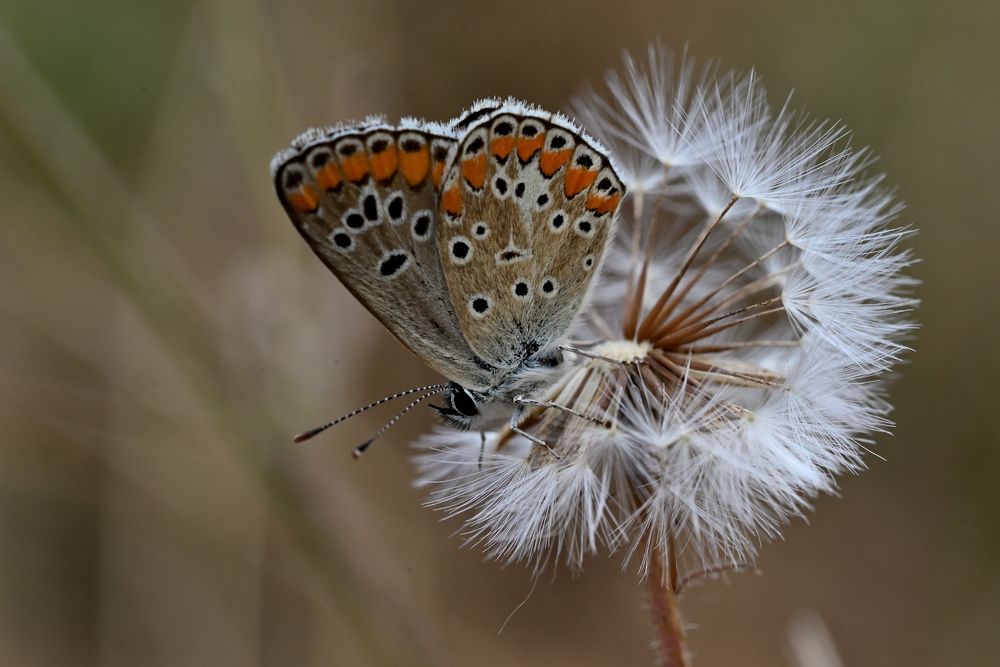 Фотография автора Дмитрий Referee