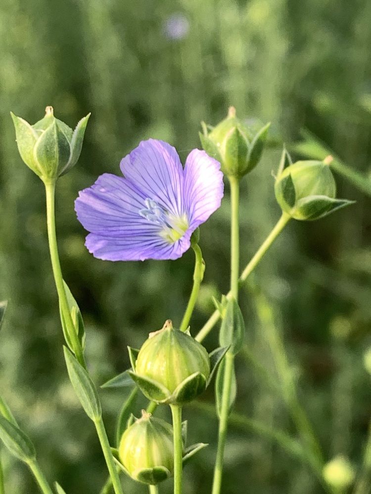 Фотография автора Ирина Шпаковская